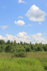 Coniferous forest against the blue sky
