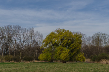 grosser baum mit wind