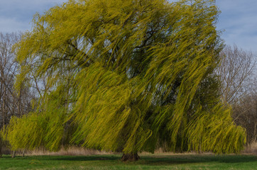 baum im wind detail
