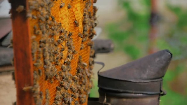 Bees on honeycomb