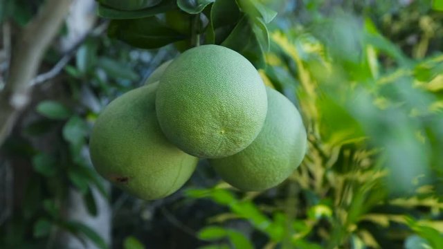 Pamelo hanging at the pamelo garden.Pomelo fruit tree in the garden green.
