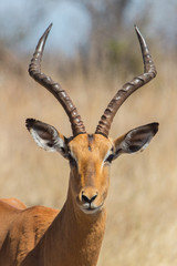 Impala male portrait (Aepyceros melampus), Kruger Park, South Africa