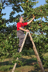 Farmer at ladder picking apricot fruit from tree in orchard