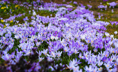 crocuses covered in clearing purple flowers
