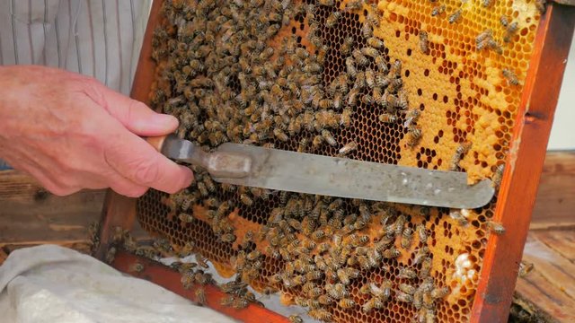 Beekeeper opening honeycombs with bee knife