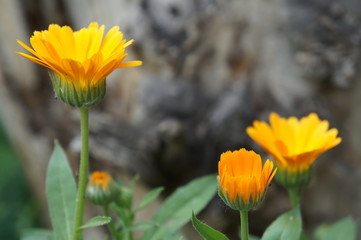 "Нежные цветы календулы"!