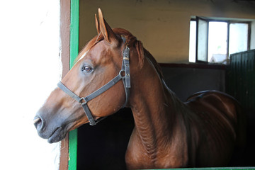 Fototapeta premium Bocznego widoku portret piękny purebred anglo-arabski ogier