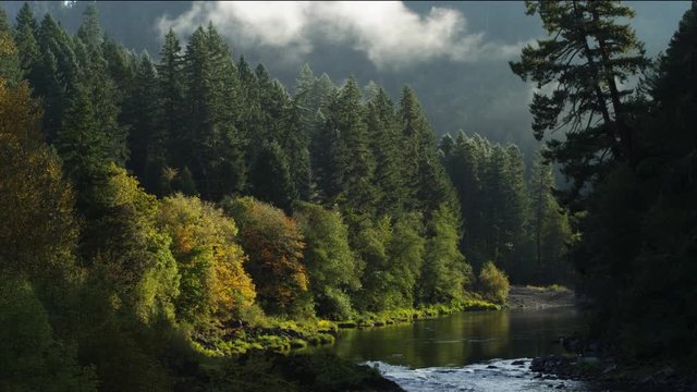 A river surrounded by sunlit trees