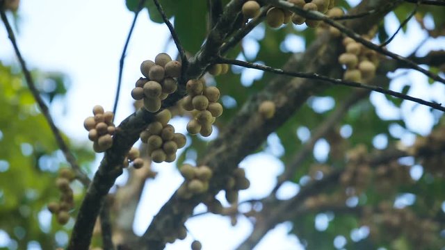 langsat Thai fruit Bunch of Lanzones or Longing Thai fruit,Lansium domesticum.Longkong Thai fruit Bunch of Lanzones.Philippine fruit Lanzones.