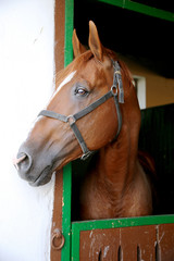 English-arabian gidran breed horse head profile portrait with an alert expression
