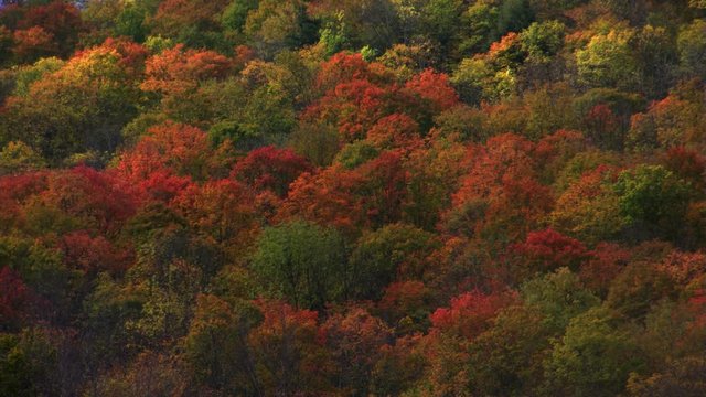 Time-lapse cloud shadows on wooded hillside in vivid autumn colors