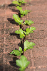 vine on the ground