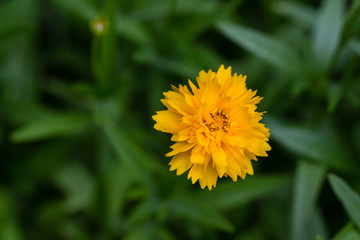 Coreopsis grandiflora