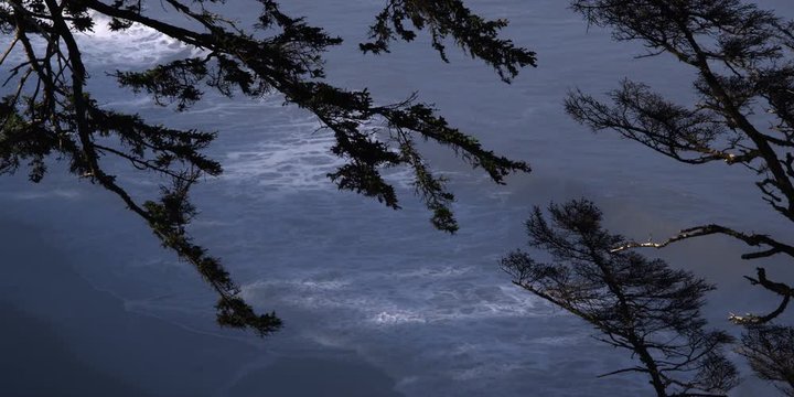 Silhouetted tree branches with Pacific waves behind