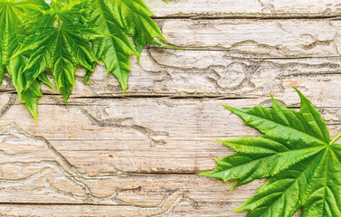 Naklejka premium Maple leaf on a wooden background