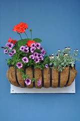 Pretty flower basket on blue wall