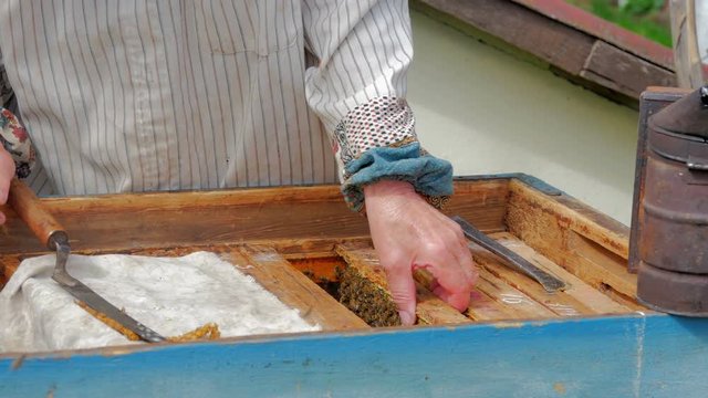 Beekeeper gets frame from the hive