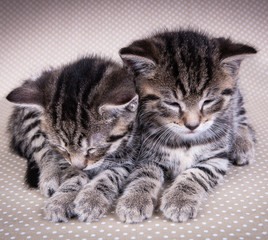 Two cute kittens sleeping