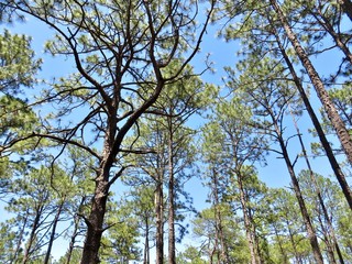 Forest of tall pine trees and a bright blue sky