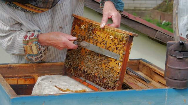 Beekeeper remove zabrus with special bee knife