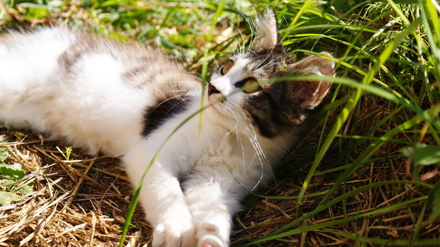 Кошка лежит в тени и смотрит вверх