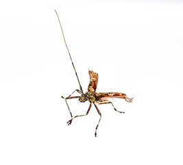 The longhorn beetles are a cosmopolitan family of beetles, typically characterized by extremely long antennae, which are often as long as or longer than the beetle's body.