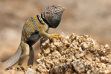 The Great Basin collared lizard, also known as the desert collared lizard or the Mohave black collared lizard is a species of lizard of the Western United States.