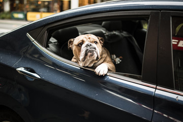 A dog looks out of the rear window of a car