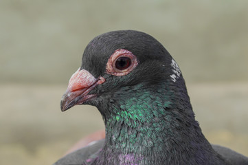 A dove with a green tint on the neck close-up