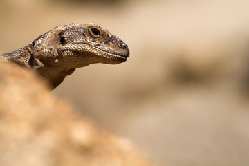 Chuckwallas are large lizards found primarily in arid regions of the southwestern United States and northern Mexico. Some are found on coastal islands.