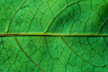 Details of green leaf close-up