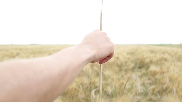 Mano di un uomo che sta raccogliendo una spiga di grano dal campo.