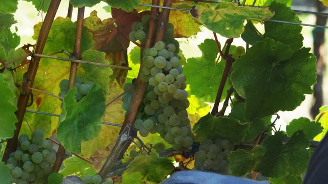 Close-up of man snipping Riesling grapes from vines