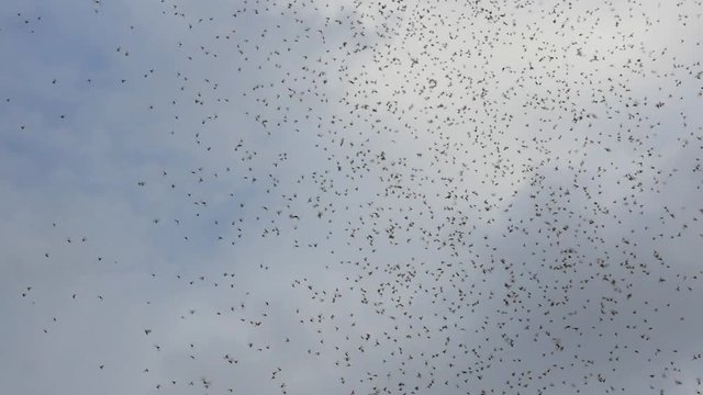 A swarm of flying ants in the desert in slow motion