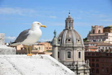 Gull on the outlook above historical center of Rome.