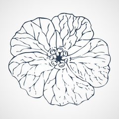 geranium vector hand drawn