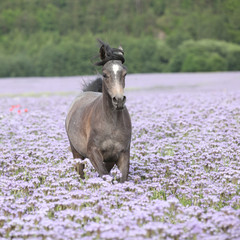 Nice arabian horse running in fiddleneck field