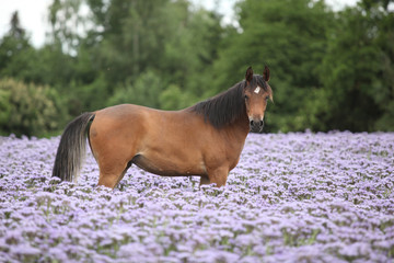 Nice arabian horse standing in fiddleneck field