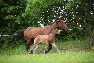Lovely couple - mare with its foal - running together © Zuzana Tillerova