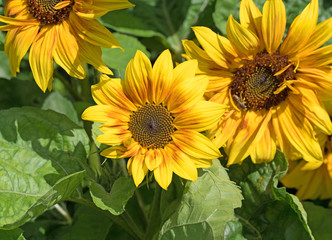 Sonnenblumen, Helianthus annuus, Sunflowers