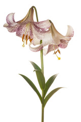 lily © _Vilor