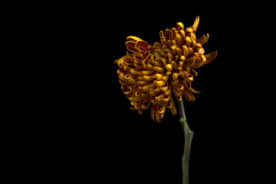 Yellow chrysanthemum against black background
