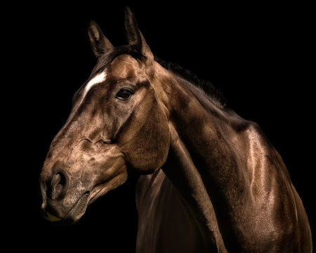 Portrait of racehorse against black background