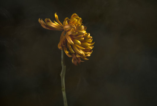 Yellow chrysanthemum, close-up