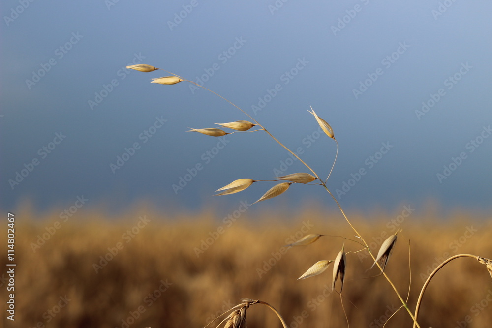 Wall mural one ripened oats yellow ear of corn on a background of blue sky