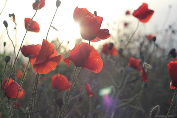 Obraz premium Early morning red poppy field scene