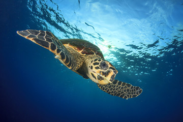 Naklejka premium Hawksbill Sea Turtle