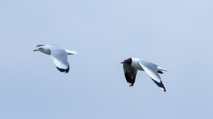 Two birds on the blue sky.