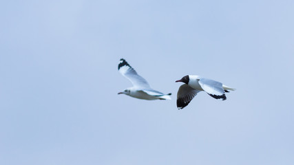 Two birds on the blue sky.