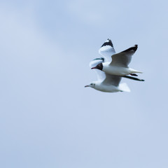 Two birds on the blue sky.